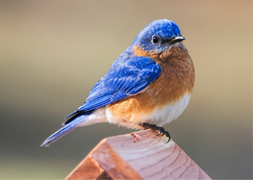 Comment le changement climatique affecte chaque oiseau d État 