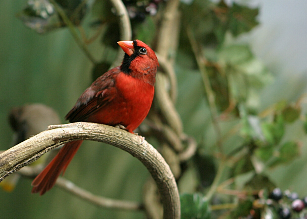 Comment le changement climatique affecte chaque oiseau d État 