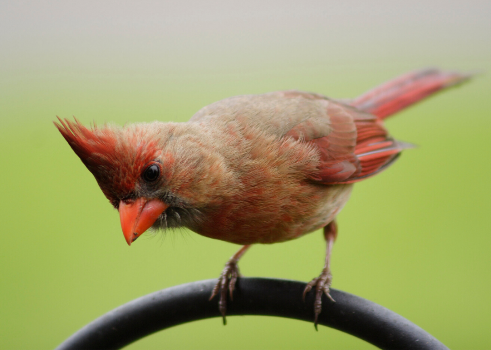 Comment le changement climatique affecte chaque oiseau d État 