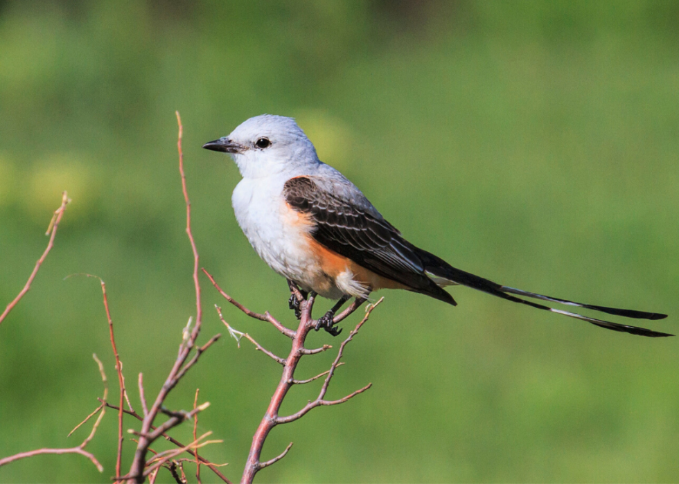 Comment le changement climatique affecte chaque oiseau d État 