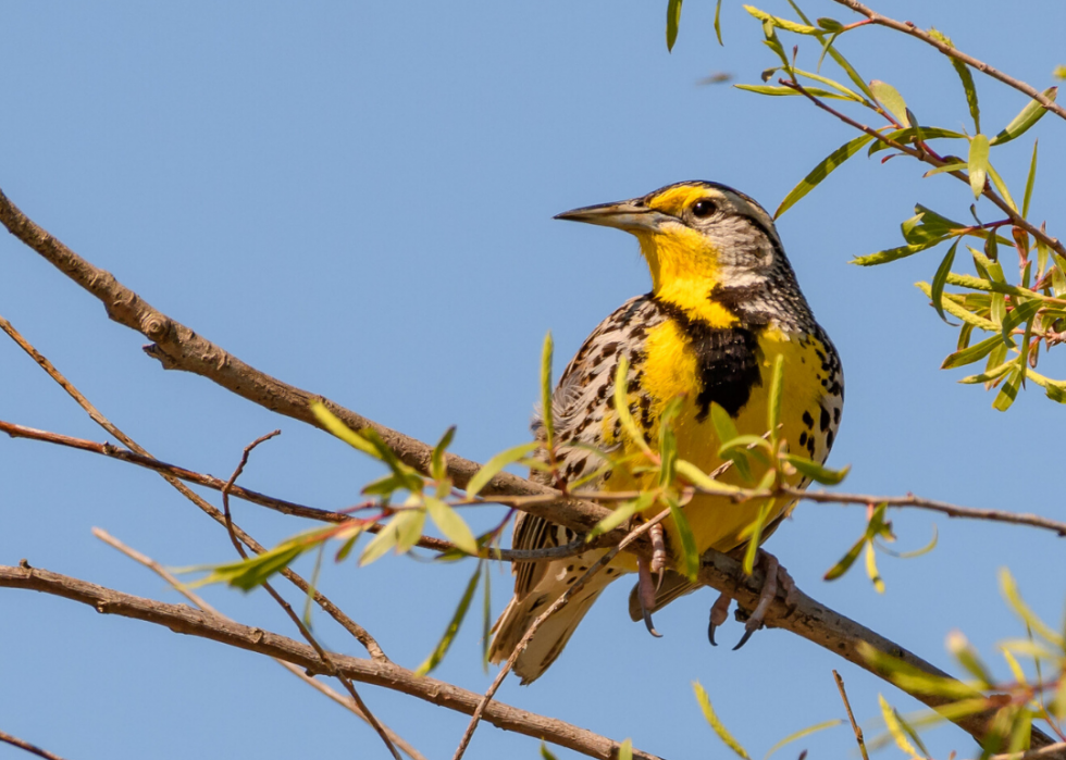 Comment le changement climatique affecte chaque oiseau d État 