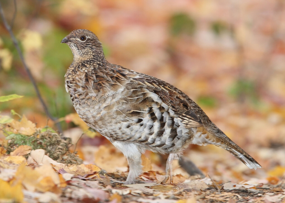 Comment le changement climatique affecte chaque oiseau d État 