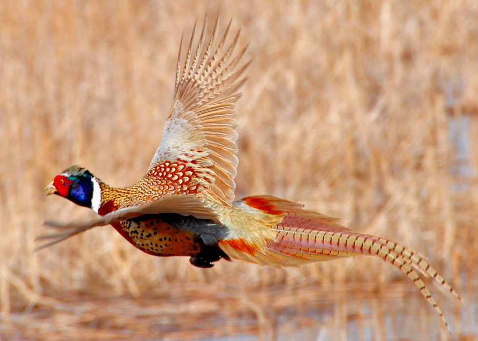 Comment le changement climatique affecte chaque oiseau d État 