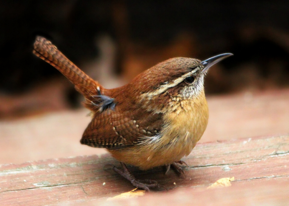 Comment le changement climatique affecte chaque oiseau d État 