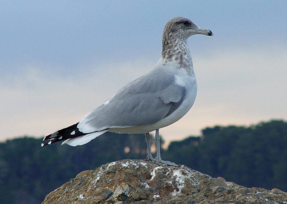 Comment le changement climatique affecte chaque oiseau d État 