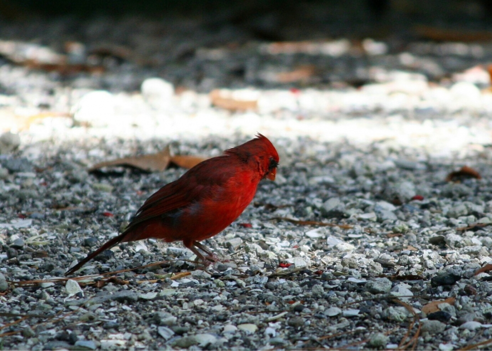 Comment le changement climatique affecte chaque oiseau d État 