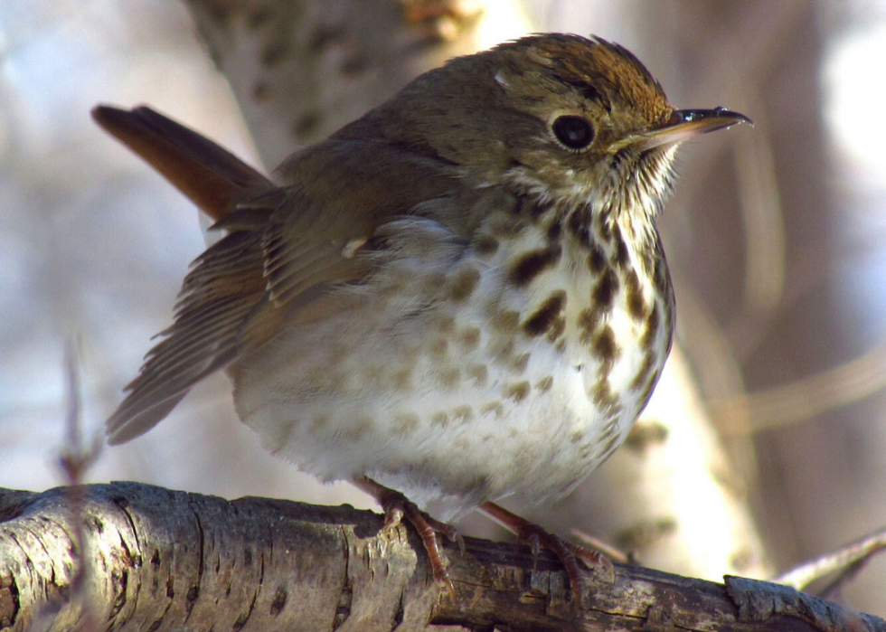 Comment le changement climatique affecte chaque oiseau d État 