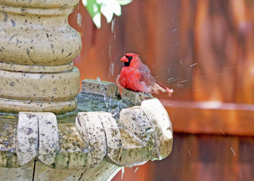 Comment le changement climatique affecte chaque oiseau d État 