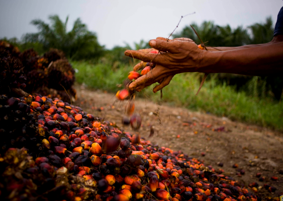 L impact de votre consommation alimentaire sur l environnement mondial 