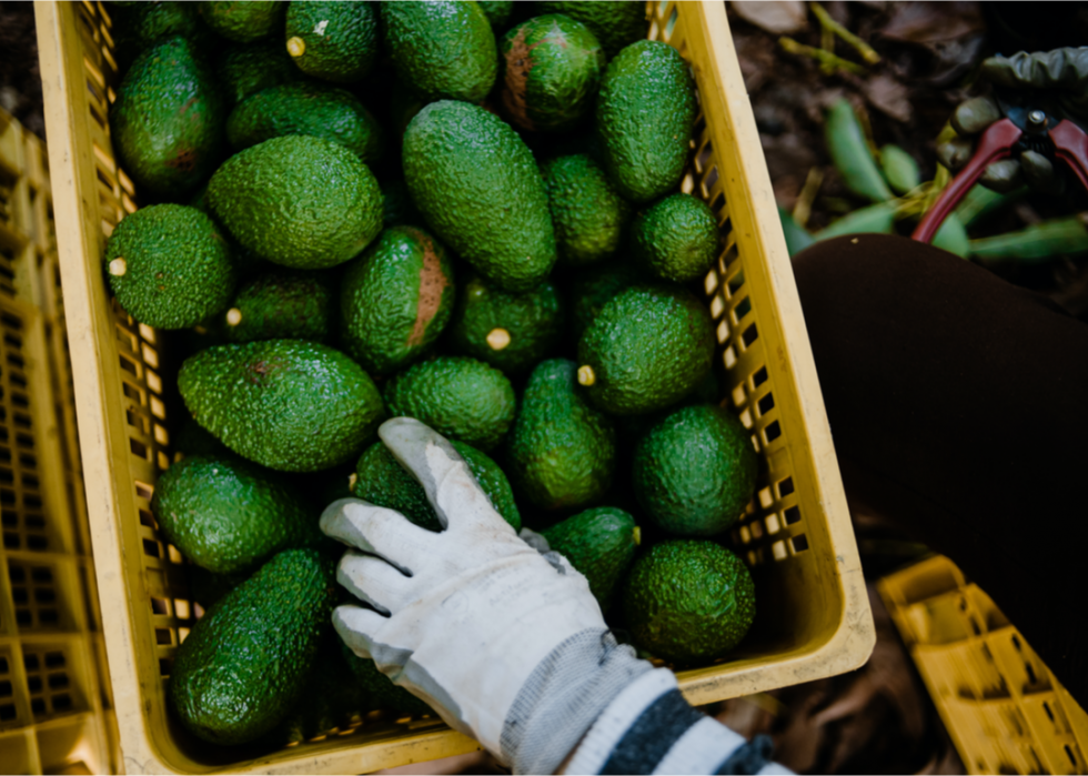 L impact de votre consommation alimentaire sur l environnement mondial 