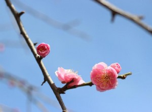 47 plantes qui commencent à fleurir en mars 