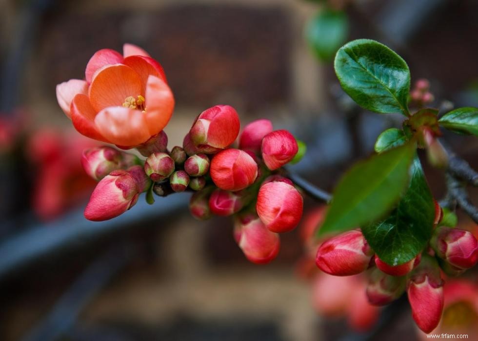 47 plantes qui commencent à fleurir en mars 