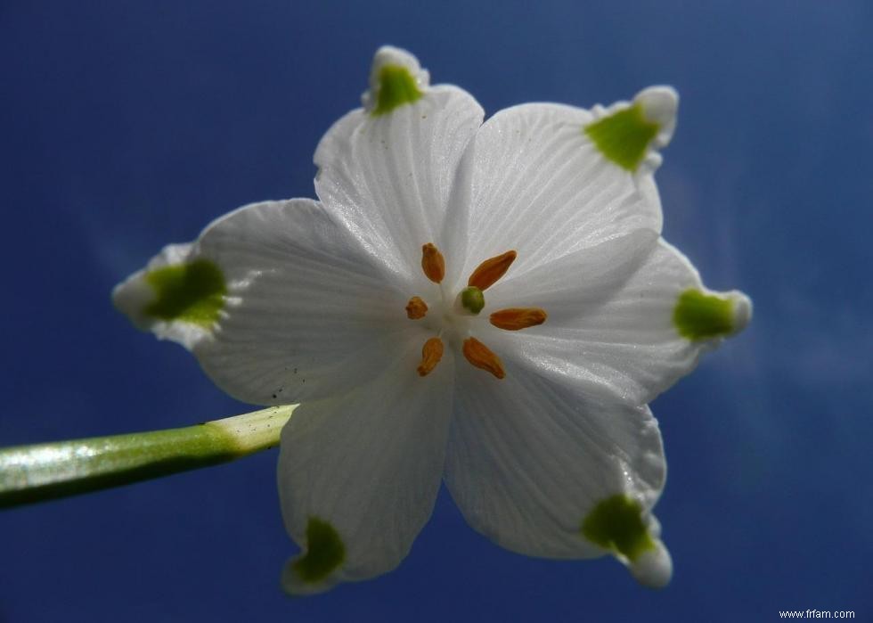 47 plantes qui commencent à fleurir en mars 