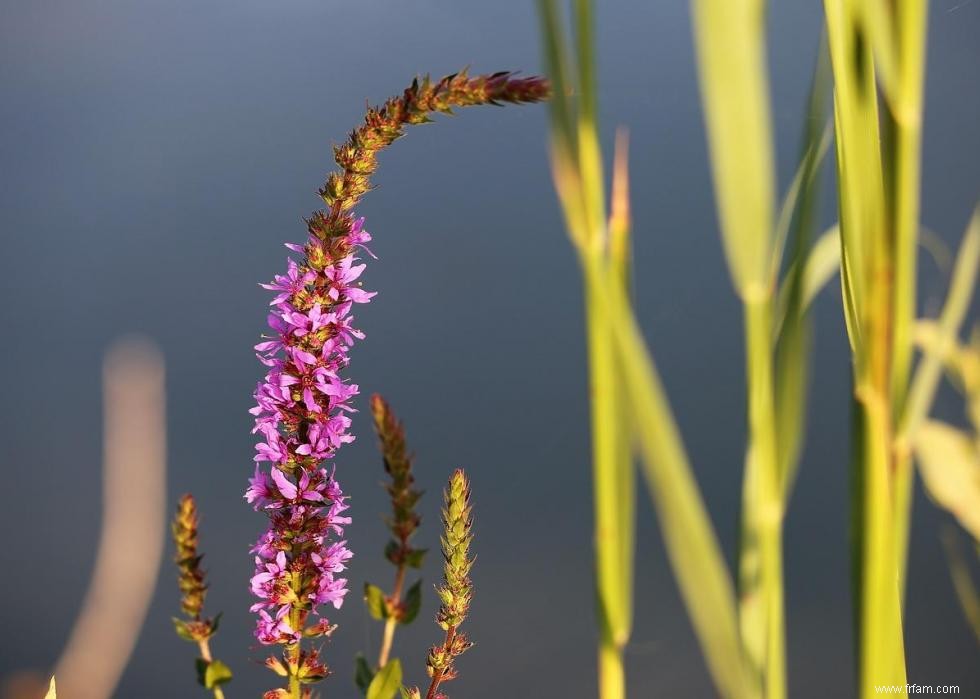 47 plantes qui commencent à fleurir en mars 