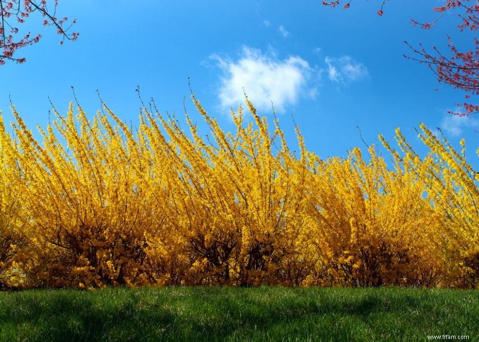 47 plantes qui commencent à fleurir en mars 