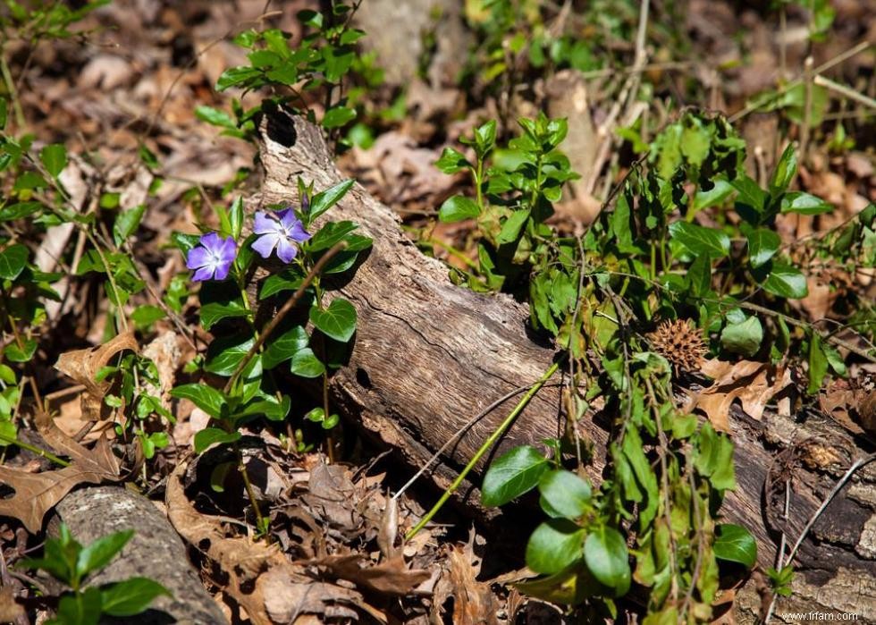 47 plantes qui commencent à fleurir en mars 