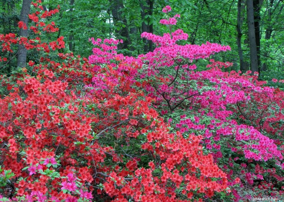 47 plantes qui commencent à fleurir en mars 