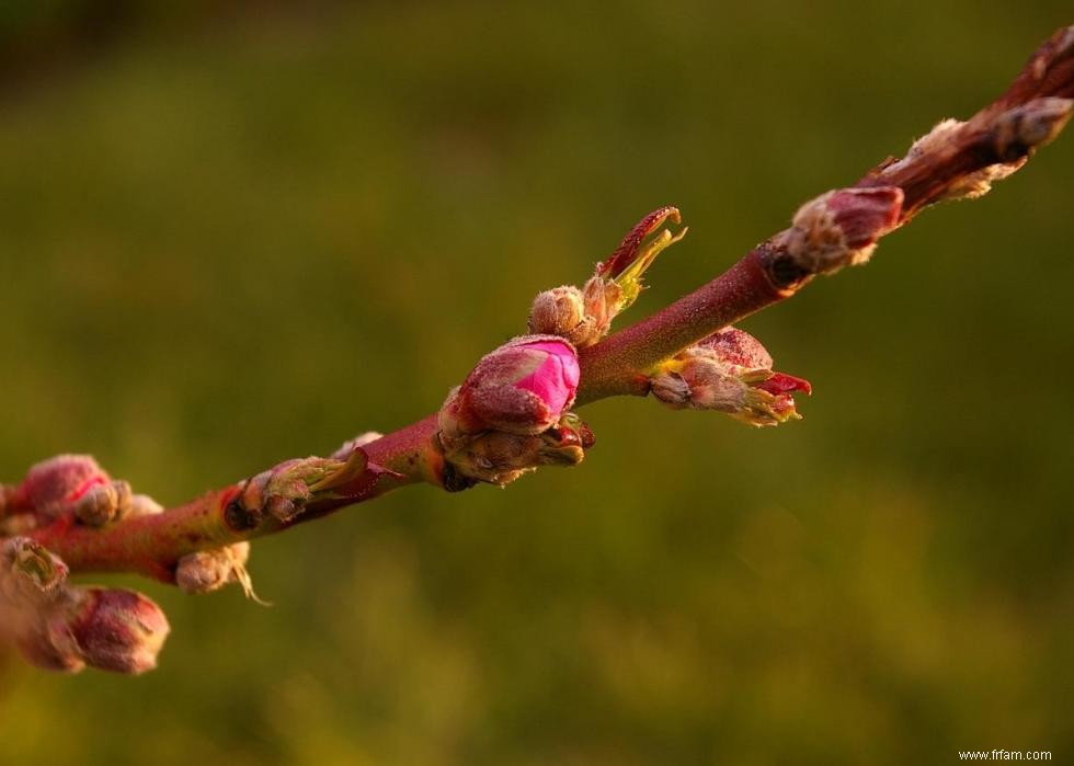 47 plantes qui commencent à fleurir en mars 