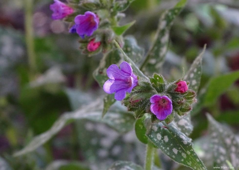 47 plantes qui commencent à fleurir en mars 