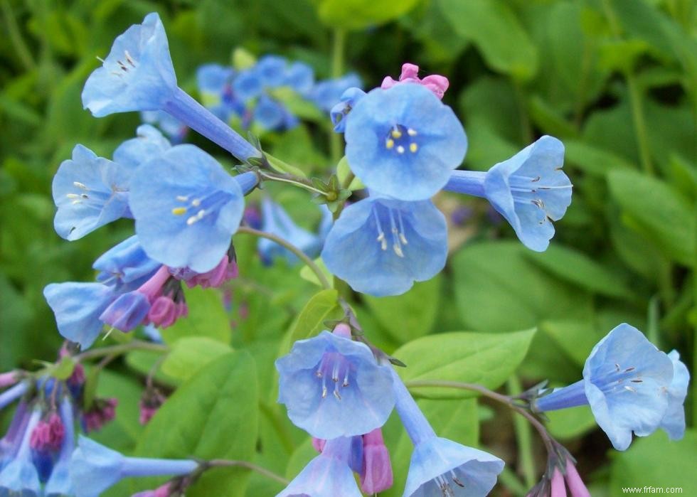 47 plantes qui commencent à fleurir en mars 