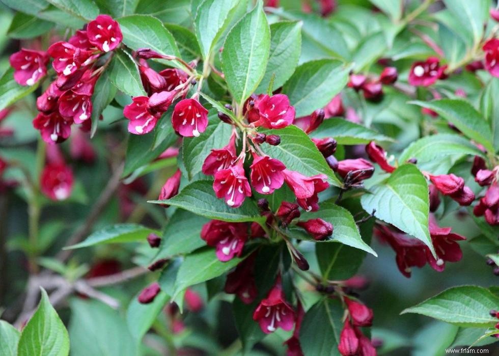 47 plantes qui commencent à fleurir en mars 