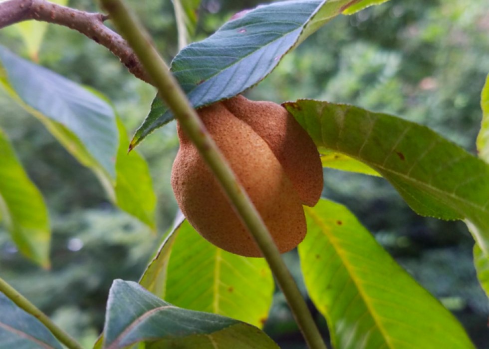 47 plantes qui commencent à fleurir en mars 