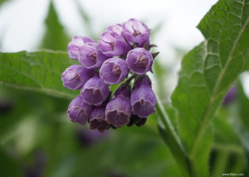 47 plantes qui commencent à fleurir en mars 