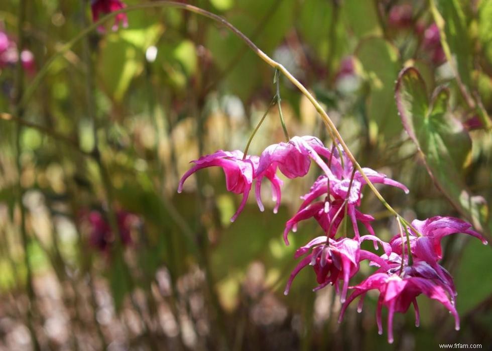 47 plantes qui commencent à fleurir en mars 