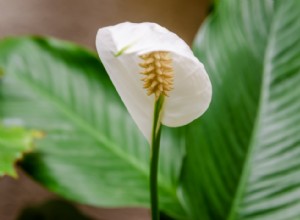 20 plantes d intérieur de départ que tout le monde peut garder en vie 