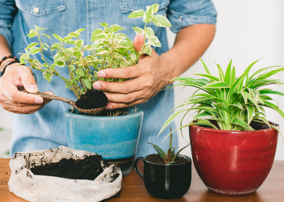 20 conseils pour aider vos plantes d intérieur à survivre à l hiver 