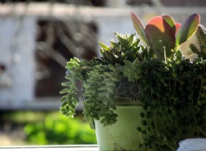 20 conseils pour aider vos plantes d intérieur à survivre à l hiver 