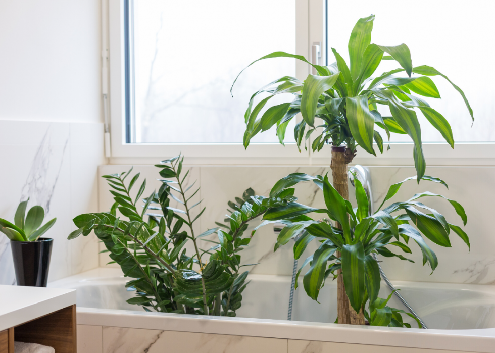 20 conseils pour aider vos plantes d intérieur à survivre à l hiver 