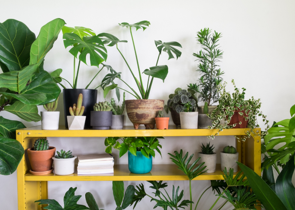 20 conseils pour aider vos plantes d intérieur à survivre à l hiver 