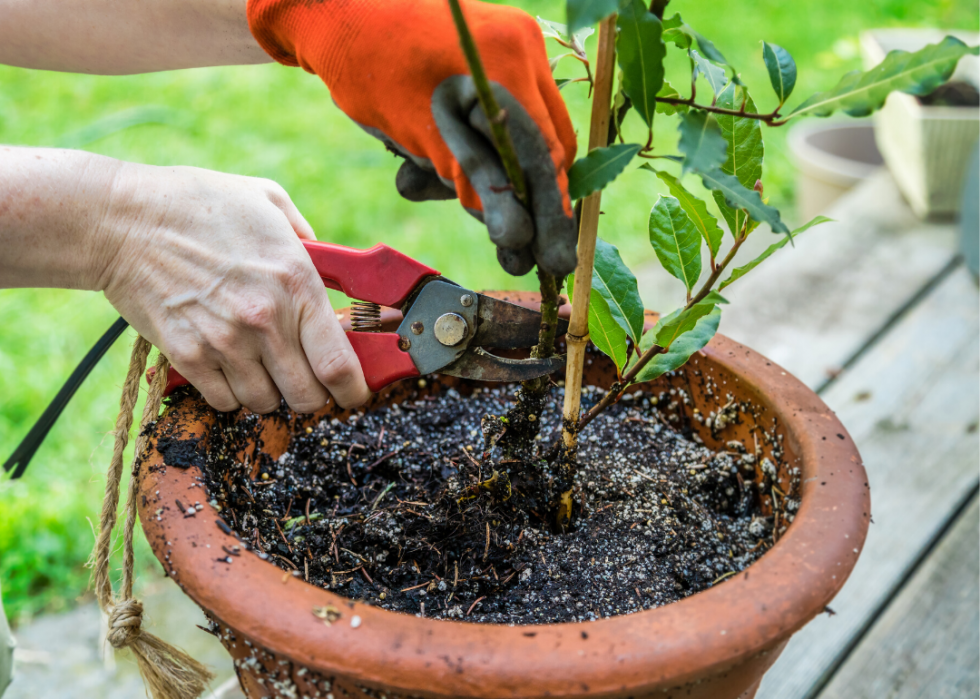 20 conseils pour aider vos plantes d intérieur à survivre à l hiver 