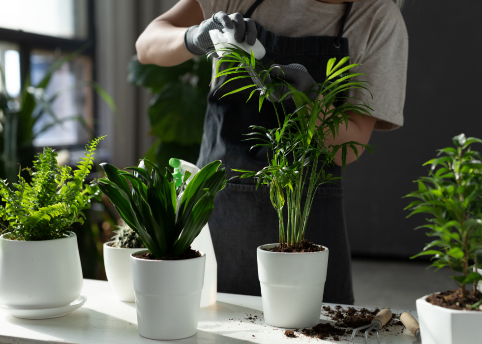 20 conseils pour aider vos plantes d intérieur à survivre à l hiver 