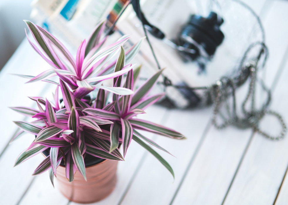 20 conseils pour aider vos plantes d intérieur à survivre à l hiver 