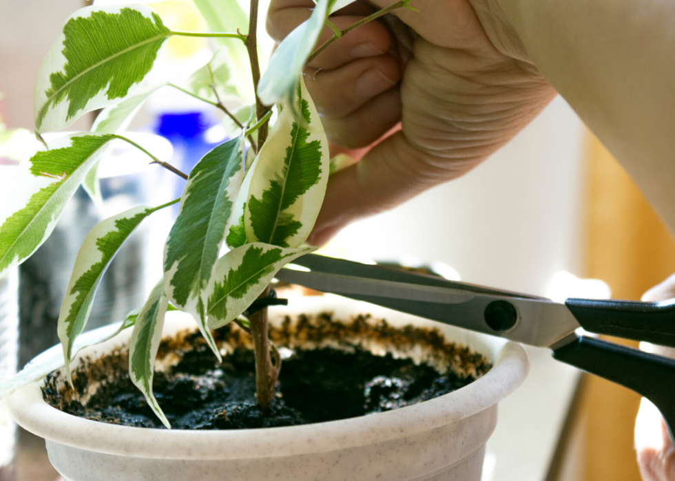 20 conseils pour aider vos plantes d intérieur à survivre à l hiver 