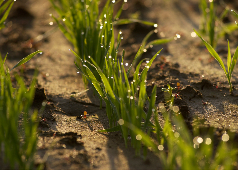 Comment préparer votre jardin pour la saison prochaine 