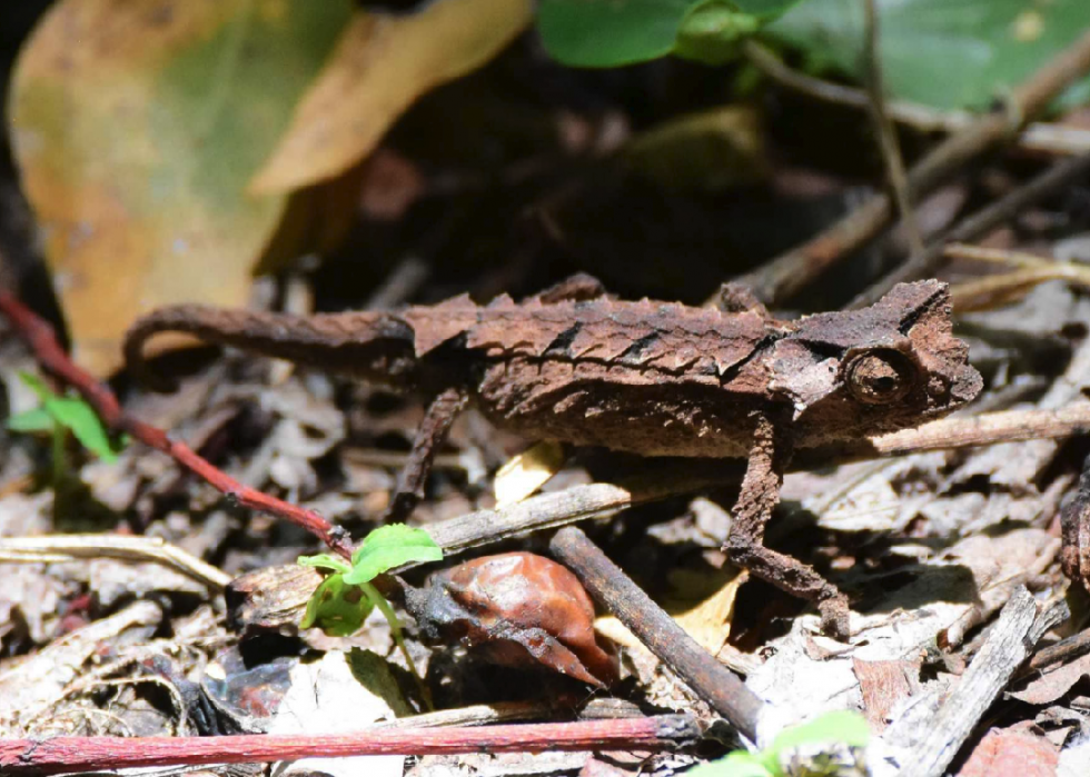 Espèces animales susceptibles de disparaître de notre vivant 