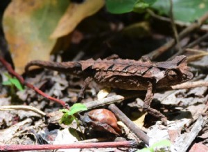 Espèces animales susceptibles de disparaître de notre vivant 