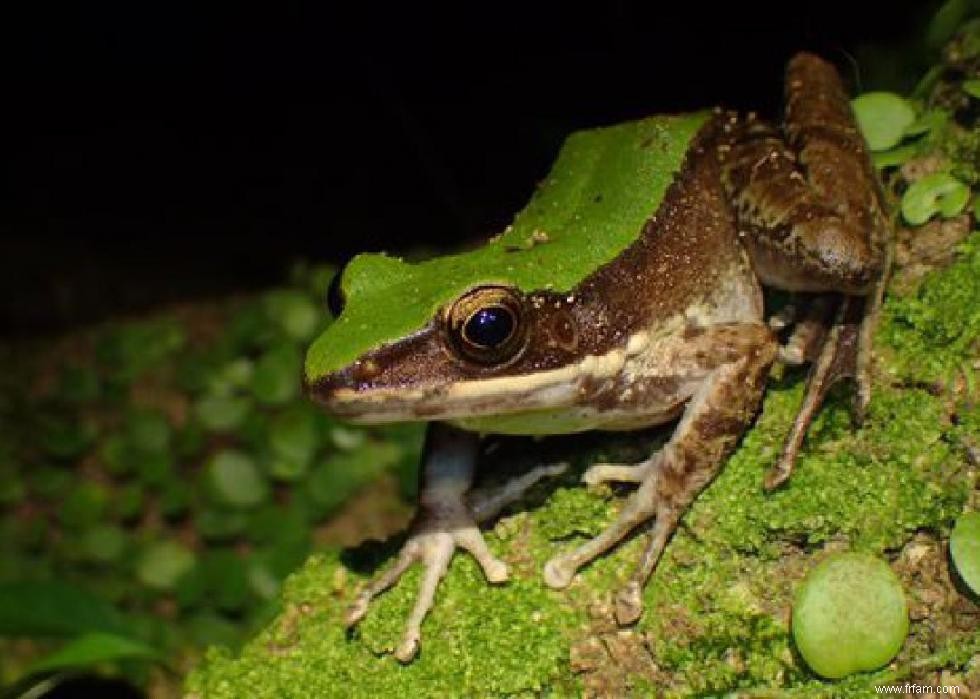 Espèces animales susceptibles de disparaître de notre vivant 