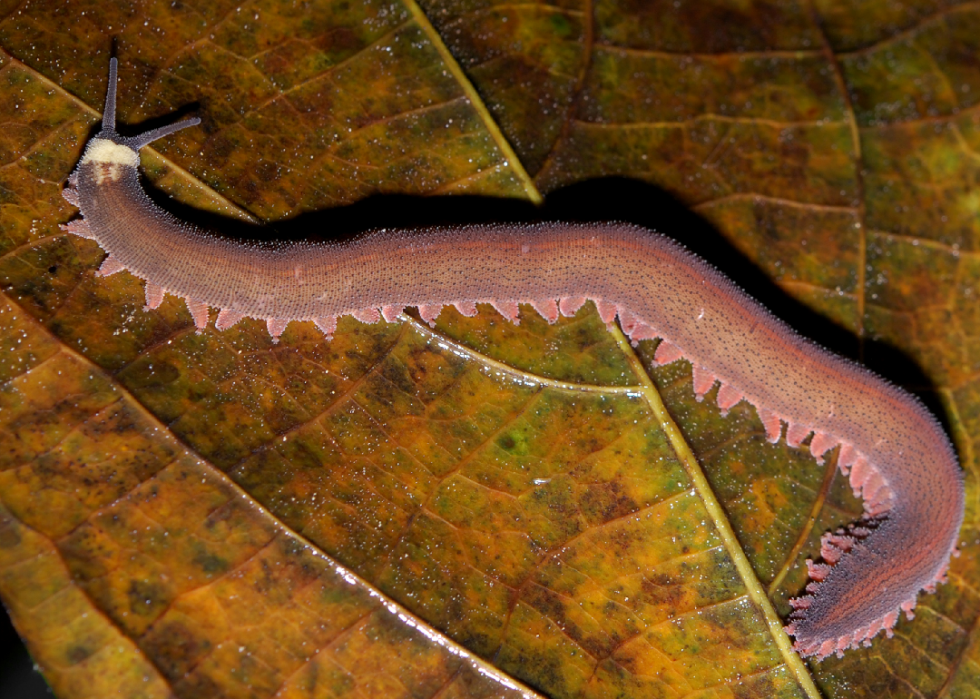 Animaux rares présentés dans Planet Earth, Our Planet et d autres documentaires sur la nature 