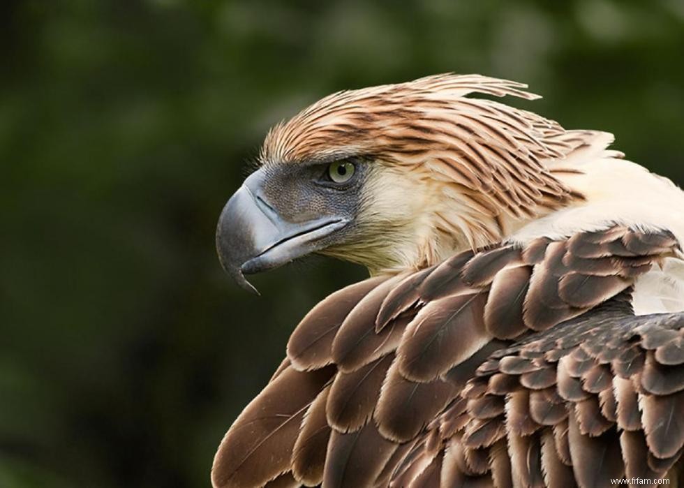 Animaux rares présentés dans Planet Earth, Our Planet et d autres documentaires sur la nature 