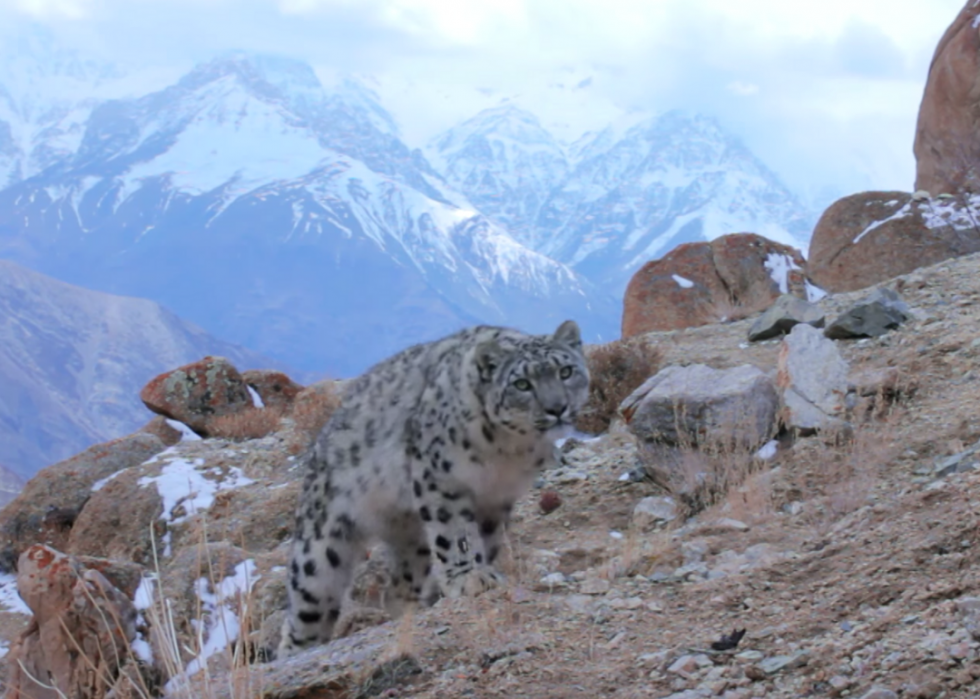 Animaux rares présentés dans Planet Earth, Our Planet et d autres documentaires sur la nature 