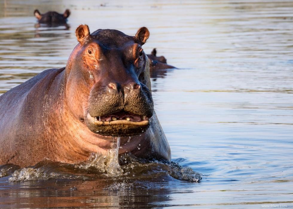 Les animaux les plus meurtriers du monde 