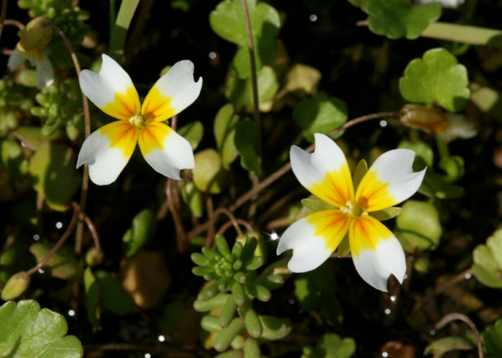 Plantes en voie de disparition à surveiller dans chaque état 