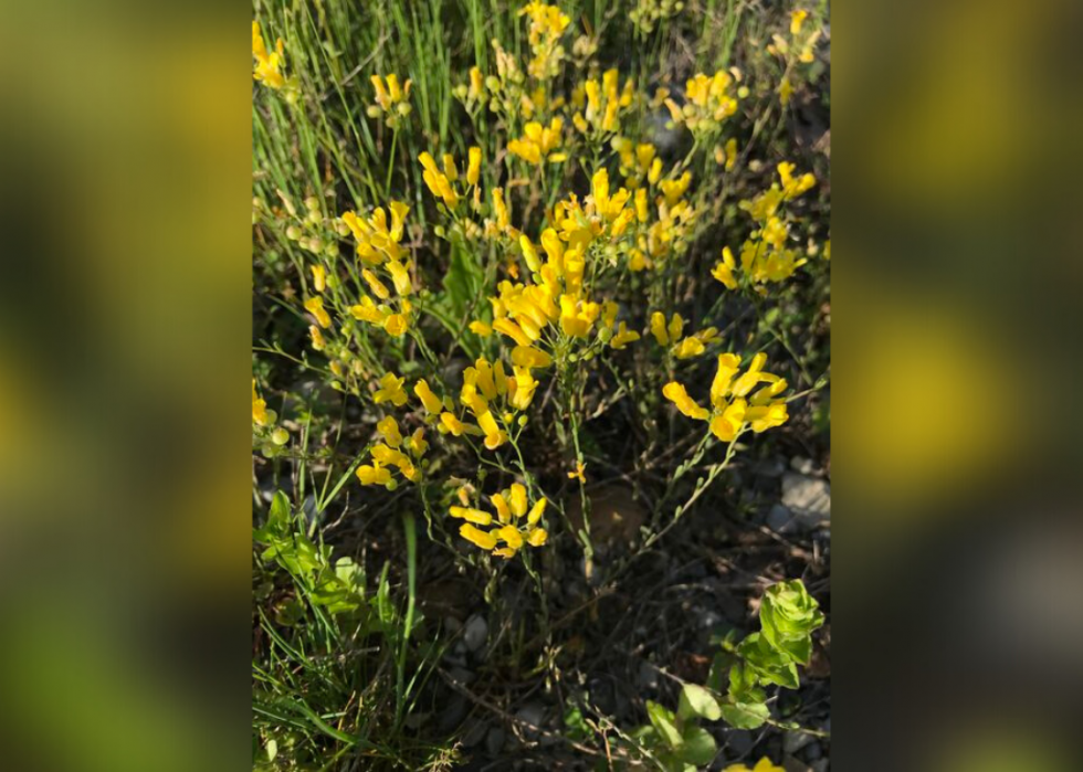 Plantes en voie de disparition à surveiller dans chaque état 