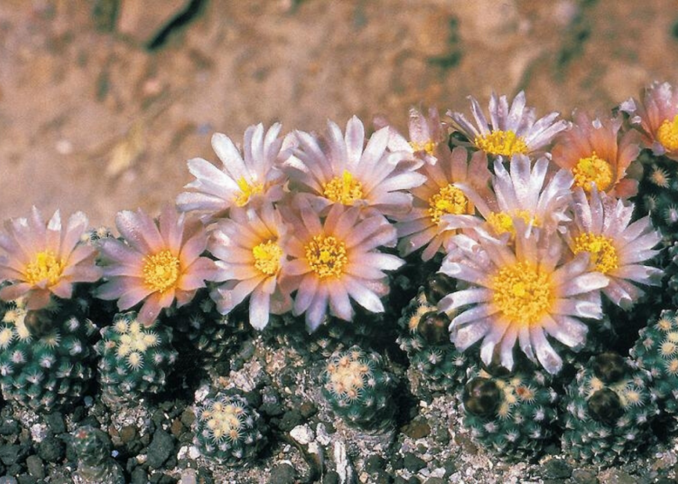 Plantes en voie de disparition à surveiller dans chaque état 