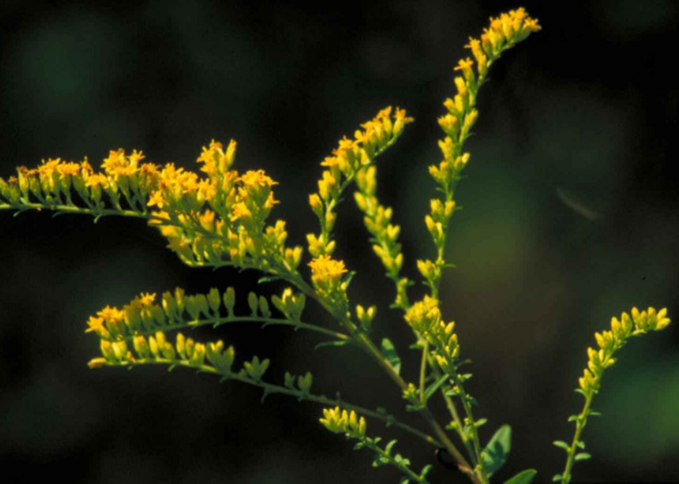 Plantes en voie de disparition à surveiller dans chaque état 