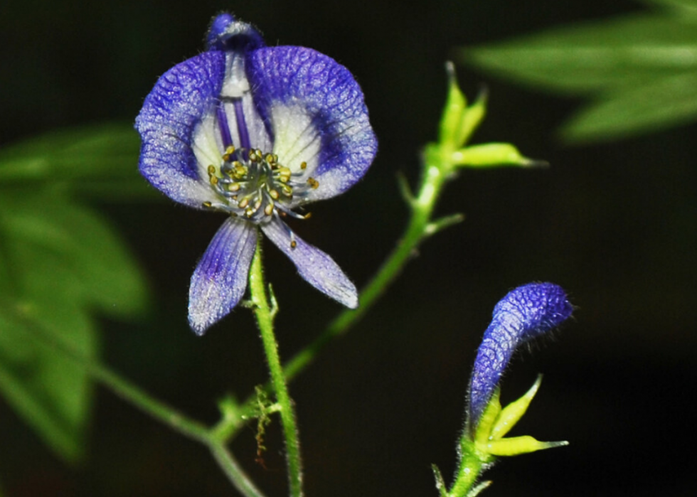 Plantes en voie de disparition à surveiller dans chaque état 